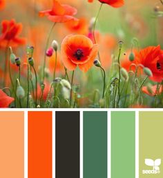 an orange and green color scheme with poppies