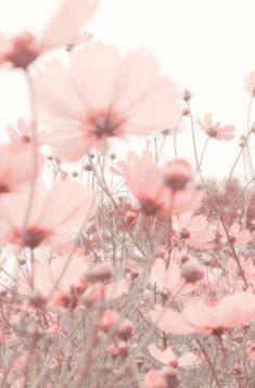 pink flowers are in the middle of a field