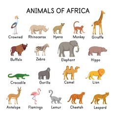 an animal chart with all the different types of animals in each country and their names