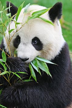 a panda bear eating bamboo in the grass