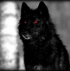 a black wolf with red eyes looking at the camera