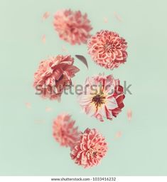 pink flowers floating in the air on a blue background with some petals flying around them