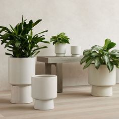 three potted plants sitting next to each other on a table