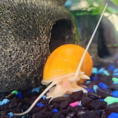 a small orange object sitting on top of blue and black rocks in a fish tank