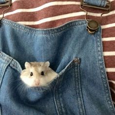 a hamster peeks out of the pocket of a pair of jeans