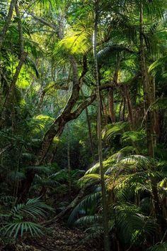 the jungle is full of green plants and trees