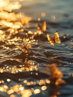 two yellow butterflies flying over the water at sunset or sunrise with boket light