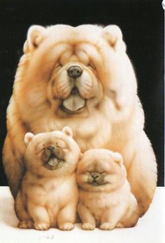 an adult chow dog with three puppies