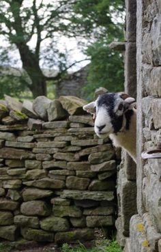 a black and white sheep standing next to a stone wall