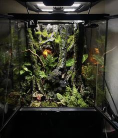 an aquarium filled with green plants and moss in it's glass case, while the light is on