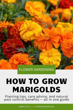 colorful flowers with text overlaying how to grow margods