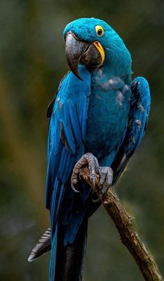 a blue parrot sitting on top of a tree branch