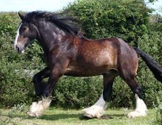 a brown and white horse is walking in the grass by some bushes on a sunny day