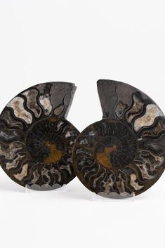 Bij Liefde & Zaligheid verkopen wij deze prachtige ammoniet fossielen uit Madagaskar. Je vindt ze in allemaal verschillende soorten en formaten. Fossil, Decorative Bowls, Decorative Plates, Black