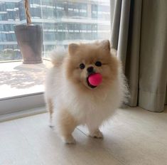 a small dog with a pink ball in its mouth standing on the floor next to a window