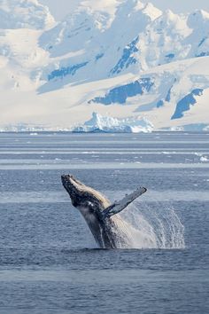 a humpback whale jumping out of the water in front of snow covered mountains