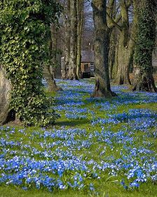 blue flowers are growing in the grass near trees