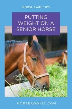 How To Put Weight On A Horse, Senior Tips, Horse Hacks, Tips To Gain Weight, Horse Weight, Horse Healing