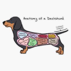 the anatomy of a dachshund sticker is shown in black and brown