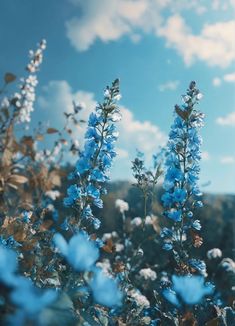 blue flowers in the foreground with clouds in the background