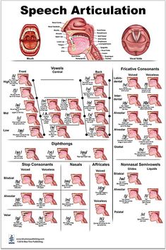 the speech articulation is shown in this diagram