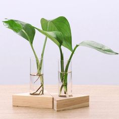 two glass vases with plants in them sitting on a wooden table next to each other