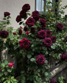 red roses growing on the side of a building