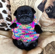 a small black pug wearing a colorful sweater and sitting on a couch next to pillows