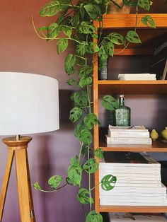 a tall green plant sitting on top of a wooden book shelf next to a lamp