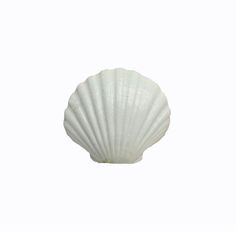 a white shell on a white background