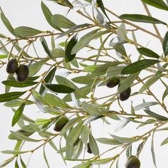 an olive tree with lots of green leaves