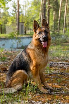 a german shepherd dog sitting in the woods