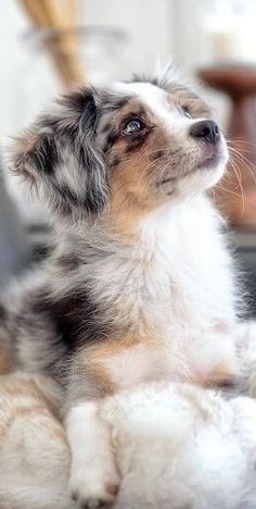 a small dog sitting on the floor looking up