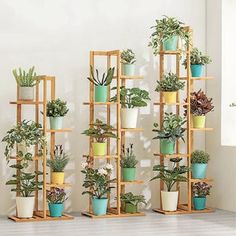 there are many potted plants on the shelves