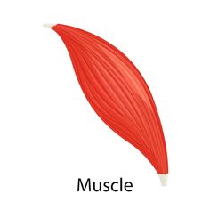 an image of a red muscle on a white background with the word muscle written below it