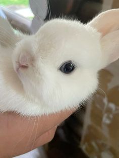 a person holding a small white rabbit in their hand and it's face up to the camera