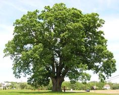 a large green tree sitting on top of a lush green field