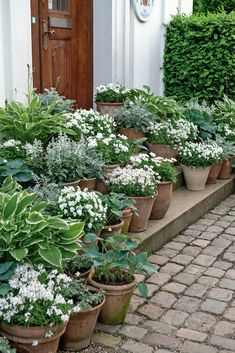 many potted plants are lined up on the steps in front of a door way