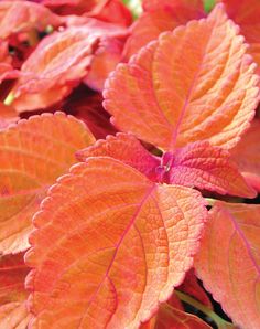 bright orange and red leaves in the sunlight