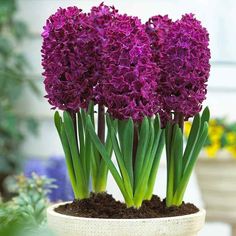 three purple flowers are in a white pot