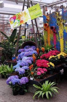 colorful flowers are displayed in the garden center