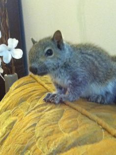 a small rodent sitting on top of a bed next to a vase with flowers