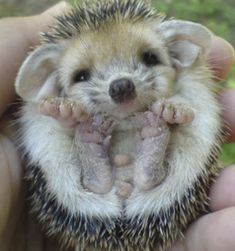 a small hedge is being held in someone's hand