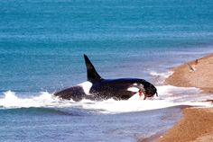 an orca swimming in the ocean with its mouth open