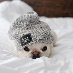 a small dog wearing a knitted hat on top of a white bed with pillows