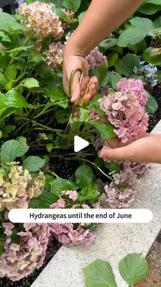 someone is picking flowers from the ground with their hands, and another hand reaching for them