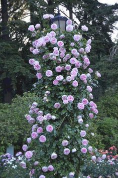 pink roses are growing up the side of a tall pole in a garden with lots of flowers