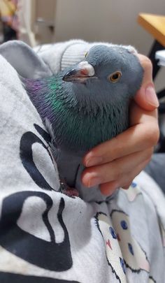 a person holding a bird in their hands