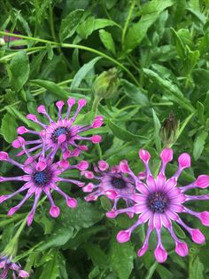 purple flowers with green leaves in the background