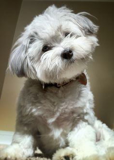 a small white dog sitting on top of a carpet